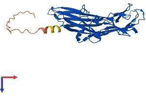 Family with Sequence Similarity 78, Member A (FAM78A) (AA 1-283) protein (His tag)