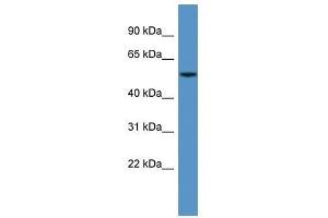 Western Blot showing CYP3A5 antibody used at a concentration of 1-2 ug/ml to detect its target protein.