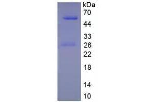 SDS-PAGE of Protein Standard from the Kit (Native human IgG1). (IgG1 ELISA Kit)