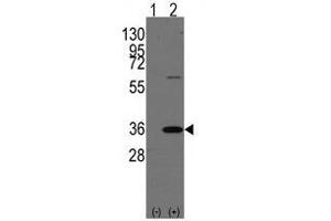 Western blot analysis of PHB2 (arrow) using rabbit polyclonal PHB2 Antibody (Human C-term) .