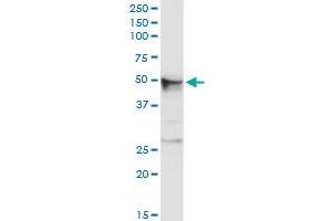 CHRDL2 MaxPab rabbit polyclonal antibody. (CHRDL2 antibody  (AA 1-451))