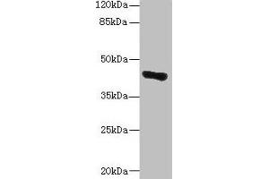 Western blot All lanes: GLT8D1 antibody at 10 μg/mL + Mouse liver tissue Secondary Goat polyclonal to rabbit IgG at 1/10000 dilution Predicted band size: 42, 29 kDa Observed band size: 42 kDa