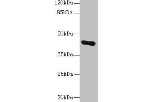 GLT8D1 antibody  (AA 33-332)