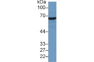 Western Blot; Sample: Human Hela cell lysate; Primary Ab: 2µg/ml Mouse Anti-Human HSPA1A Antibody Second Ab: 0. (HSP70 1A antibody  (AA 285-641))