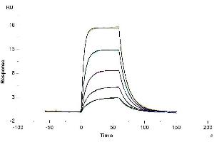 Mouse uPAR isoform 1, His Tag immobilized on CM5 Chip can bind Human PLAU, His Tag with an affinity constant of 5. (PLAUR Protein (AA 24-298) (His-Avi Tag))