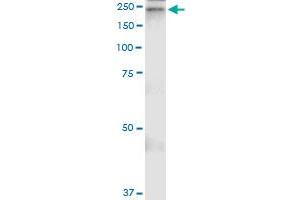 Immunoprecipitation of A2M transfected lysate using anti-A2M MaxPab rabbit polyclonal antibody and Protein A Magnetic Bead , and immunoblotted with A2M purified MaxPab mouse polyclonal antibody (B01P) . (alpha 2 Macroglobulin antibody  (AA 1-1474))