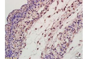 Formalin-fixed and paraffin embedded mouse embryo labeled Anti-ED-1 Polyclonal Antibody, Unconjugated (ABIN738381) at 1:200, followed by conjugation to the secondary antibody and DAB staining (Ectodysplasin A antibody  (AA 131-230))