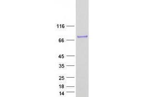 Validation with Western Blot (ZBTB7A Protein (Myc-DYKDDDDK Tag))