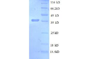 SDS-PAGE (SDS) image for Chemokine (C-X-C Motif) Ligand 13 (CXCL13) (AA 23-108) protein (GST tag) (ABIN4975032)