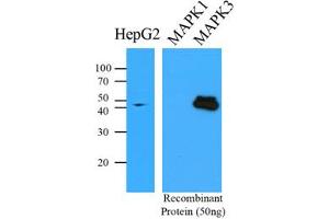 Image no. 1 for anti-Mitogen-Activated Protein Kinase 3 (MAPK3) antibody (ABIN2451499) (ERK1 antibody)