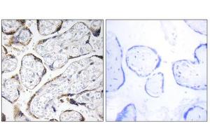 Immunohistochemistry analysis of paraffin-embedded human placenta tissue using EFEMP2 antibody. (FBLN4 antibody  (Internal Region))