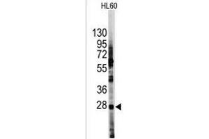 Western blot analysis of anti-HES1 Antibody (N-term T24) (R) in HL60 cell line lysates (35 μg/lane).