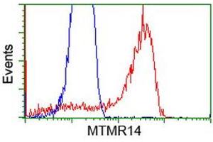 Image no. 1 for anti-Myotubularin Related Protein 14 (MTMR14) antibody (ABIN1499589) (MTMR14 antibody)