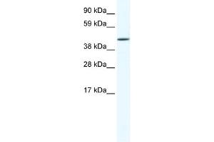 RUNX3 antibody (20R-1142) used at 0. (RUNX3 antibody  (C-Term))