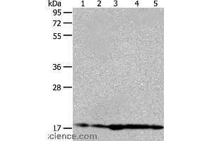 Western blot analysis of Hela and 293T cell, mouse liver tissue, A431 and MCF-7 cell, using ARF6 Polyclonal Antibody at dilution of 1:450