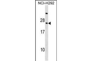 Western blot analysis in NCI-H292 cell line lysates (35ug/lane). (RARRES3 antibody  (AA 43-71))