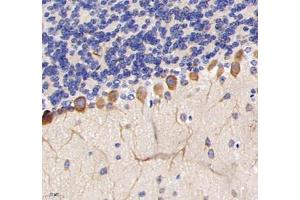 Immunohistochemistry analysis of paraffin-embedded mouse cerebellum using TRIM46 (ABIN7076020) at dilution of 1: 3200 (TRIM46 antibody)