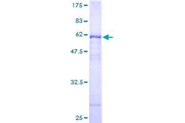 CA4 Protein (AA 19-312) (GST tag)