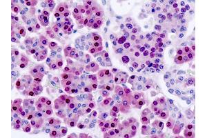 Anti-NANS antibody IHC staining of human pancreas. (NANS antibody)