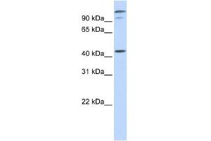 WB Suggested Anti-AFG3L2 Antibody Titration:  0. (AFG3L2 antibody  (Middle Region))