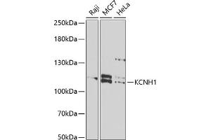 Western blot analysis of extracts of various cell lines, using KCNH1 antibody (ABIN6132044, ABIN6142711, ABIN6142712 and ABIN6222331) at 1:1000 dilution. (KCNH1 antibody  (AA 813-962))