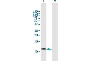 Western Blot analysis of C17orf37 expression in transfected 293T cell line by C17orf37 MaxPab polyclonal antibody. (C17orf37 antibody  (AA 1-115))
