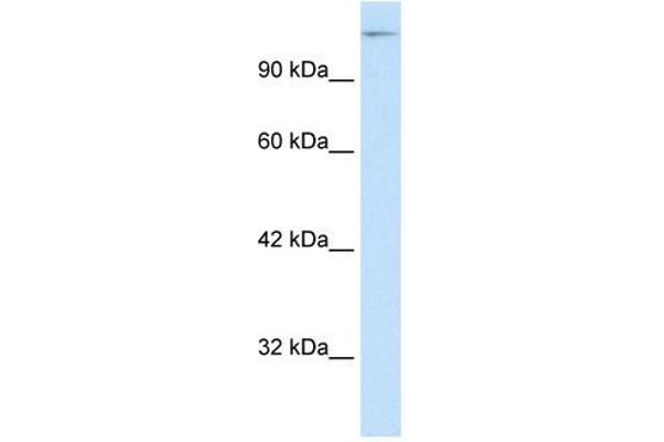 SUPT5H antibody  (C-Term)