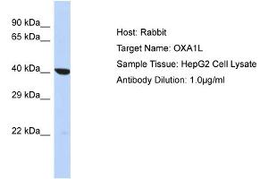 Host: Rabbit Target Name: OXA1L Sample Type: HepG2 Whole cell lysates Antibody Dilution: 1. (OXA1L antibody  (C-Term))