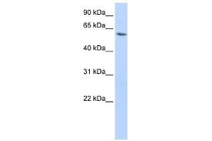 LSM14A antibody used at 1 ug/ml to detect target protein. (LSM14A antibody)