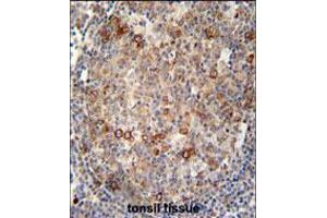 ABCC10 antibody immunohistochemistry analysis in formalin fixed and paraffin embedded human tonsil tissue followed by peroxidase conjugation of the secondary antibody and DAB staining. (ABCC10 antibody  (AA 767-793))