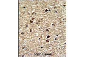 Formalin-fixed and paraffin-embedded human brain tissue reacted with XPO1 Antibody (C-term), which was peroxidase-conjugated to the secondary antibody, followed by DAB staining. (XPO1 antibody  (C-Term))