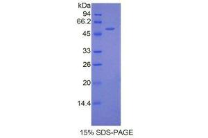 SDS-PAGE (SDS) image for FK506 Binding Protein 5 (FKBP5) (AA 2-456) protein (His tag) (ABIN1079584)