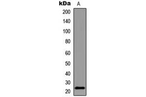 Western blot analysis of BAD (pS155) expression in HeLa Forskolin-treated (A) whole cell lysates. (BAD antibody  (C-Term, pSer155))