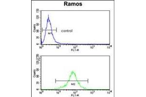 Flow cytometry analysis of Ramos cells (bottom histogram) compared to a negative control cell (top histogram). (PGLS antibody  (C-Term))