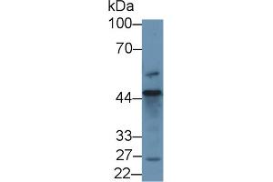 Western blot analysis of Human 293T cell lysate, using Human D2HGDH Antibody (1 µg/ml) and HRP-conjugated Goat Anti-Rabbit antibody (