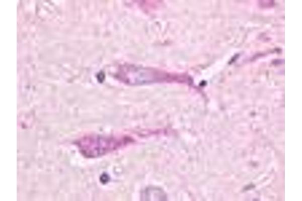 GPR19 antibody  (Cytoplasmic Domain)