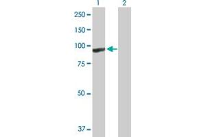 Western Blot analysis of ARHGEF6 expression in transfected 293T cell line by ARHGEF6 MaxPab polyclonal antibody. (ARHGEF6 antibody  (AA 1-776))