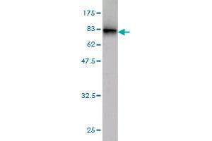 Western Blotting (WB) image for anti-GDP Dissociation Inhibitor 1 (GDI1) (AA 1-447) antibody (ABIN561029)