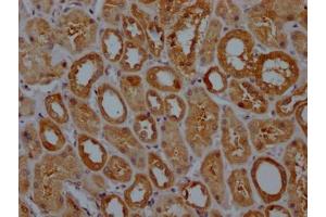 IHC image of ABIN7127521 diluted at 1:100 and staining in paraffin-embedded human kidney tissue performed on a Leica BondTM system. (Recombinant GPX4 antibody)