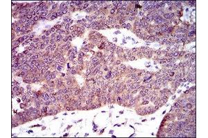 Immunohistochemistry (IHC) image for anti-phosphodiesterase 1B, Calmodulin-Dependent (PDE1B) (AA 370-536) antibody (ABIN1845414) (PDE1B antibody  (AA 370-536))