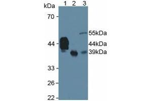 Western blot analysis of (1) Human Serum, (2) Human Liver Tissue and (3) Rat Testis Tissue. (HPR antibody  (AA 102-347))