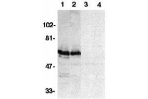 Western Blotting (WB) image for anti-BCL2-Associated Athanogene 4 (BAG4) (N-Term) antibody (ABIN1031581) (BAG4 antibody  (N-Term))