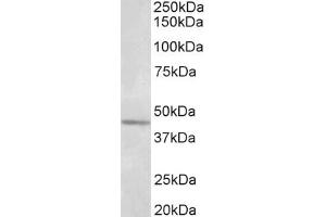Image no. 1 for anti-Synaptotagmin V (SYT5) (AA 80-93) antibody (ABIN1104573) (Synaptotagmin V antibody  (AA 80-93))