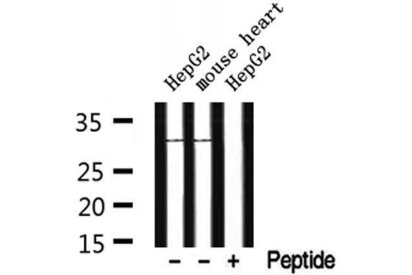 CYB5R2 antibody  (Internal Region)