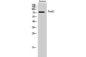 Western Blotting (WB) image for anti-Forkhead Box K1 (Foxk1) (C-Term) antibody (ABIN3175126) (Foxk1 antibody  (C-Term))