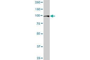 FAM62B MaxPab polyclonal antibody. (FAM62B antibody  (AA 1-358))