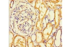 Immunohistochemistry of paraffin-embedded human kidney tissue using ABIN7167749 at dilution of 1:100