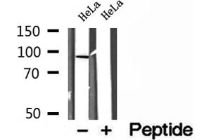 Western blot analysis of extracts of HeLa cells, using LMOD1 antibody. (Leiomodin 1 antibody  (C-Term))