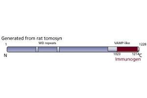 Image no. 2 for anti-Syntaxin Binding Protein 5 (Tomosyn) (STXBP5) (AA 910-1105) antibody (ABIN968460)
