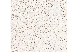Immunohistochemistry (Paraffin-embedded Sections) (IHC (p)) image for anti-RNA Binding Motif Protein 8A (RBM8A) antibody (ABIN7075478)